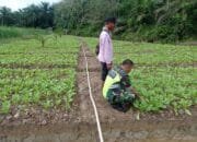 Serka Ronal: Kegiatan Ini Sebagai Pembinaan Teritorial Dalam Mendukung Ketahanan Pangan