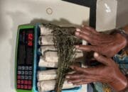 Tim Opsnal Satresnarkoba Polres Pidie Jaya Ungkap Jaringan Narkotika, Enam Pelaku Ditangkap