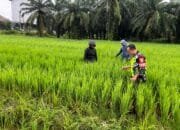 Untuk Menyukseskan Swasembada Pangan Nasional Babinsa Koramil 06 Membantu Petani