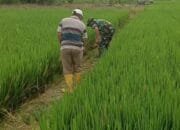 Kapten Inf M Rizal: Saya Memerintahkan Kepada Babinsa Yang Memiliki Lahan Persawahan Agar Melakukan Pendampingan