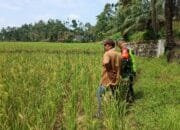 Serka Subagio Melaksanakan Mendampingi pertanian Mengecek Tanaman Padi Yang Sudah Menguning