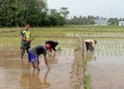 Serda Hendri Siregar Turun Langsung Ke Sawah Membantu Petani Desa Binaan Menanam Padi