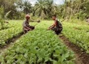 Sertu Ramayanto: Kegiatan Untuk Memberikan Solusi Dan Motivasi Agar Petani Bisa Lebih Optimal Dalam Bercocok Tanam