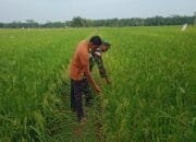 Sertu Joko: Kegiatan Dilakukan Sebagai  Perhatian TNI Terhadap Sektor Pertanian, Salah Satu Pilar Utama Ketahanan Pangan Nasional