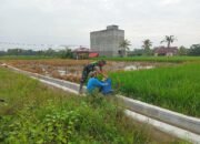 Serda Budi: Penyemprotan Yang Lakukan Untuk Mengantisipasi Adanya Serangan Hama