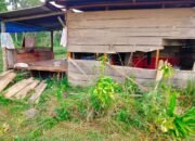 Gajah Liar Rusak Kebun dan Hancurkan Rumah Warga di Bener Meriah