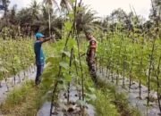 Sertu Ramayanto: Pendampingan Kepada Masyarakat Merupakan Tugas Rutin Babinsa Untuk Mengetahui Peningkatan Swasembada Pangan