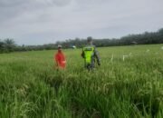 Untuk Mensukseskan Program Pemerintah Ketahan Pangan Koptu T. Idrus Bantu Petani Padi