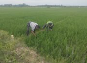 Serka Erwan: Gulma Ataupun Rumput Liar Menjadi Salah Satu Kendala Petani  Memperoleh Hasil Panen Yang Maksimal