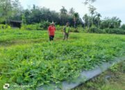 Sertu F Hasibuan: Kegiatan Ini Dilakukan Untuk Memberikan Dorongan Semangat Dan Motivasi Para Petani