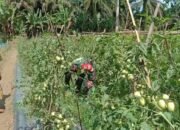 Serda Edi Witoko: Pendekatan Kepada Kelompok Tani Dilakukan Agar Petani Mampu Memenuhi Kebutuhan Pangan