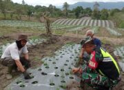 Babinsa Koramil 09/Ketol Jalin Komsos Dengan Petani Bawang Merah di Desa Selun