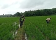 Serka Tri Mulyadi Bersama Petani Melaksanakan Pemantauan Perkembangan Tanaman Padi