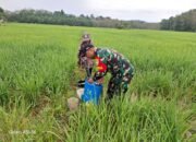 Untuk Mensukseskan Program Pemerintah Serda Zulham Membantu Petani Melakukan Penyemprotan Hama Padi