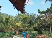 Sertu Iskandar Membantu Warga Merawat Tanaman Pepaya Madu