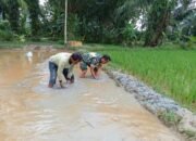 Untuk Mensukseskan Program Ketahanan Pangan, Serma Jhon Bantu Petani Memperbaiki pematang sawah