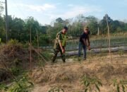 Serka Ronal: Kegiatan Yang Dilaksanakan Sebagai Upaya Untuk Meningkatkan Produktivitas Tanaman Cabai