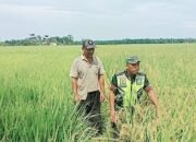 Sertu Syahdan Melaksanakan Pengecekan Padi Yang Sudah Siap Di Panen