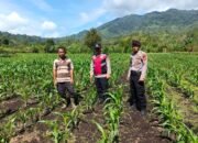 Dukung Asta Cita Presiden, Polsek Silih Nara Polres Aceh Tengah Bersama Masyarakat Lakukan Perawatan Dan Pemupukan Lahan Jagong