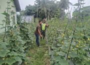 Serda Sudarto Tinjau Tanaman Kacang Panjang Sebagai Bentuk Program Ketahanan Pangan