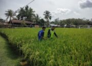 Serka Supran: Mendamping Petani Merupakan Bentuk Kepedulian TNI Untuk Mengetahui Perkembangan Padi