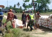 Demi Menjaga Ketahan Pangan Babinsa Koramil 03, Bantu Petani Mengangkut Hasil Panen Padi