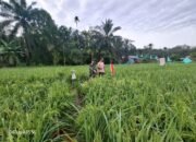 Untuk Mencapai Panen Maksimal Serda Zulham Membantu Petani Jaga Burung Di Sawah