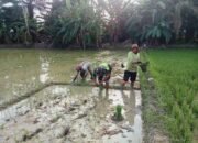 Sertu Iskandar Muda Mendamping Petani Tanam Bibit Padi