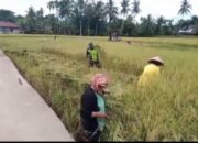 Demi Menjaga Ketahan Pangan Sertu Muhammad Wartoyo Membantu Petani Panen Padi