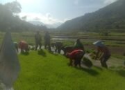 Babinsa Koramil 03/Pegasing Bantu Petani Percepat Tanam Padi di Aceh Tengah