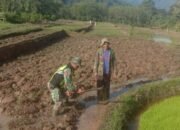Babinsa Koramil 03/Pegasing Bantu Petani Garap Sawah, Dukung Swasembada Pangan
