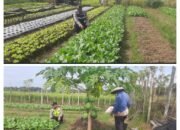 Polsek Bandar Baru Polres Pidie Jaya Bersama Warga: Bangun Ketahanan Pangan Demi Kesejahteraan Lokal