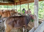 Babinsa Dorong Kemajuan Peternakan Sapi di Pegasing, Beri Pendampingan dan Imbau Kebersihan