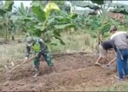 Babinsa: kepedulian TNI Dalam Mendukung Program Hanpangan Yang Sedang Di Galakan Oleh Pemerintah