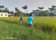 Serda Harmiadi: Bulan Puasa Bukan Penghalang Untuk Mengawal Swasembada Pangan Nasional