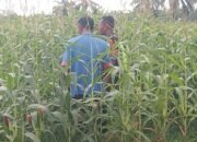 Serda Sudarto: Kebersamaan Di Kebun Bersama Petani Menciptakan Rasa Kedekatan Dan Rasa Kekeluargaan