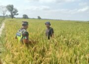 Bulan Suci Ramadhan Bukan Jadi penghalang Bagi Serda Azhar Untuk Mensukseskan Program Pemerintah