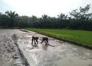 Koptu Faisal Melaksanakan Pendampingan Membantu Petani Membuat Tempat Pembibitan Padi