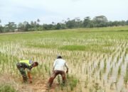Meski Di Bulan Ramadhan Tidak Ada Rasa Ragu Babinsa Bersama Petani Mencabuti Rumput