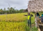 Serda Thomas Rico Mendampingi Ibu Aminah Membantu Mengusir Hama Burung