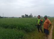 Babinsa Akan Terus Mengawal Program Pemerintah Terkait Swasembada Pangan