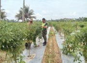 Sertu Miswanto Membantu Warga Melaksanakan Panen Cabe