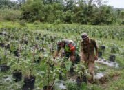 Serka Subagio: Hasil Panen Terong Akan Dijual Kepasar Karena Minat Masyarakat Mengkonsumsi Terong Sangat Tinggi