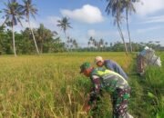 Serda Budi Utomo Melaksanakan Pendampingan Swasembada Pangan