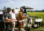 Dandim 0117/Aceh Tamiang Bersama Forkopimda Melaksanakan Panen Padi Dan Dilakukan Serapan Gabah