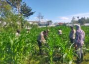 Polsek Pegasing Bersama Masyarakat Lakukan Perawatan Dan Pemupukan Ketahanan Pangan Jagong