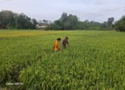 Serda Zulham Melakukan Pengecekan Tanaman Padi Milik Bapak Aripin