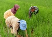 Sertu Iskandar Muda Melaksanakan Pendampingan Ketahanan Pangan