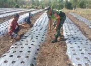 Babinsa Koramil 09/Ketol Bantu Petani Bersihkan Lahan untuk Tanam Bawang Merah