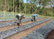 Babinsa Koramil 06/Jagong Dampingi Warga dalam Perawatan Tanaman Cabai di Desa Bukit Kemuning